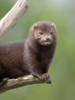 Mink